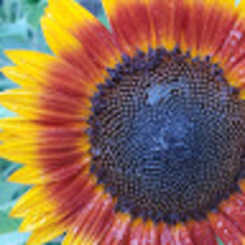 Meet your Posher, Folks family